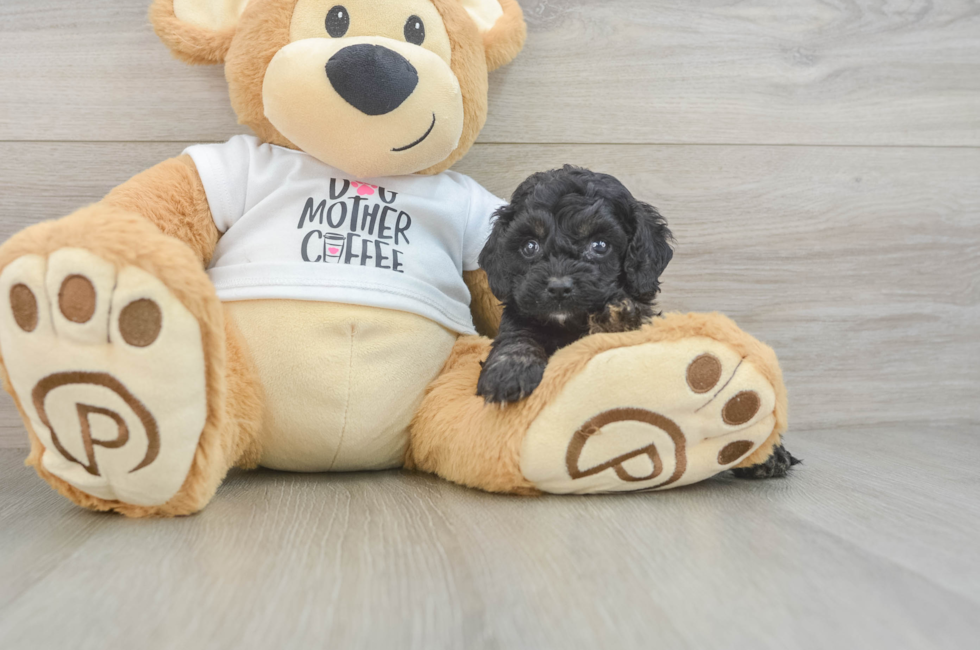 5 week old Cockapoo Puppy For Sale - Puppy Love PR