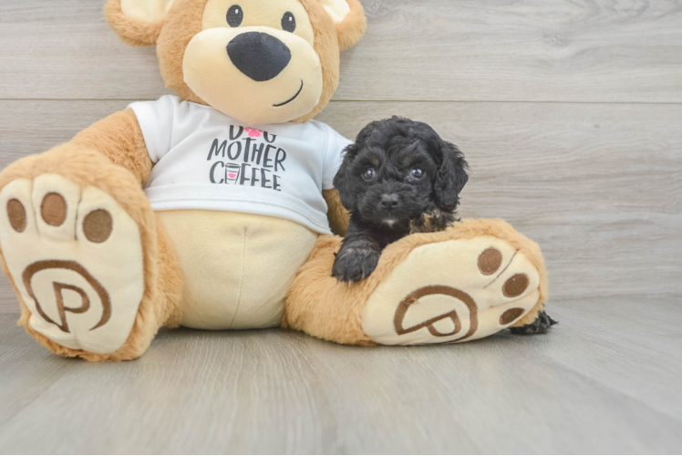 Meet Bronny - our Cockapoo Puppy Photo 1/3 - Puppy Love PR Cockapoo Puppy for Adoption