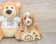 8 week old Cockapoo Puppy For Sale - Puppy Love PR