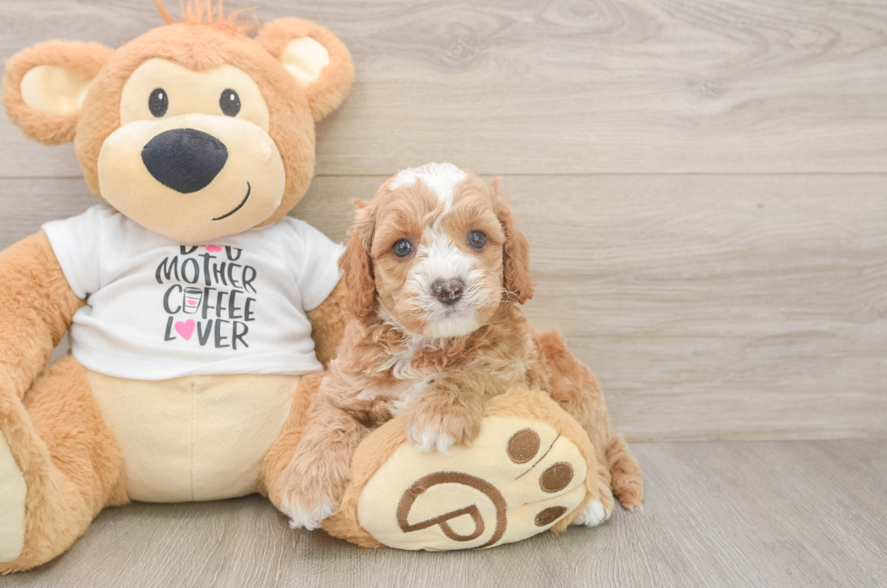 6 week old Cockapoo Puppy For Sale - Puppy Love PR