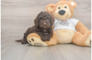 Cockapoo Puppy for Adoption