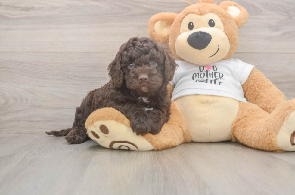5 week old Cockapoo Puppy For Sale - Puppy Love PR