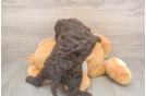 Cockapoo Puppy for Adoption