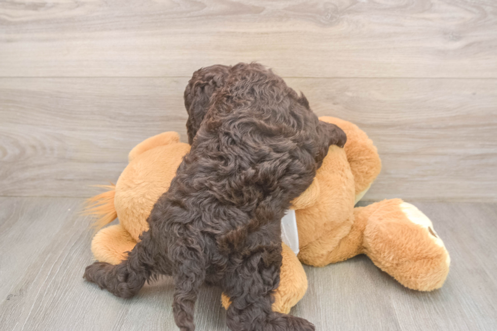 Cockapoo Puppy for Adoption