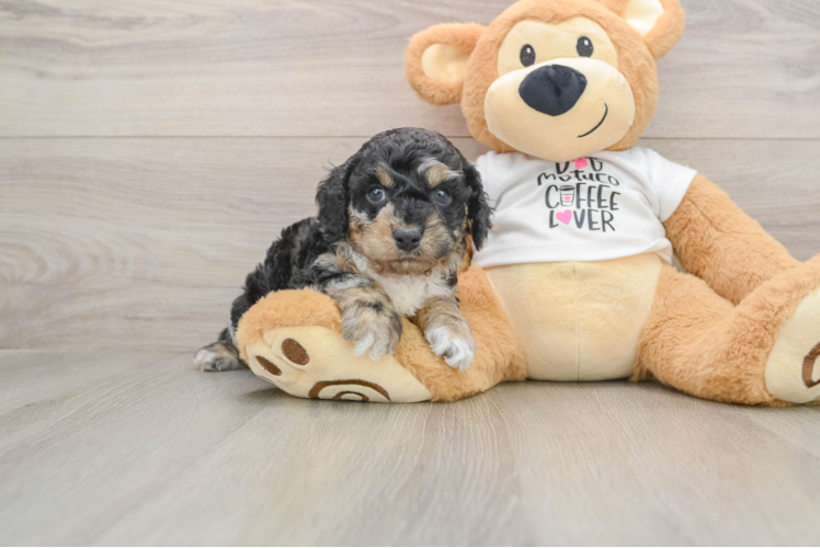 Cockapoo Puppy for Adoption