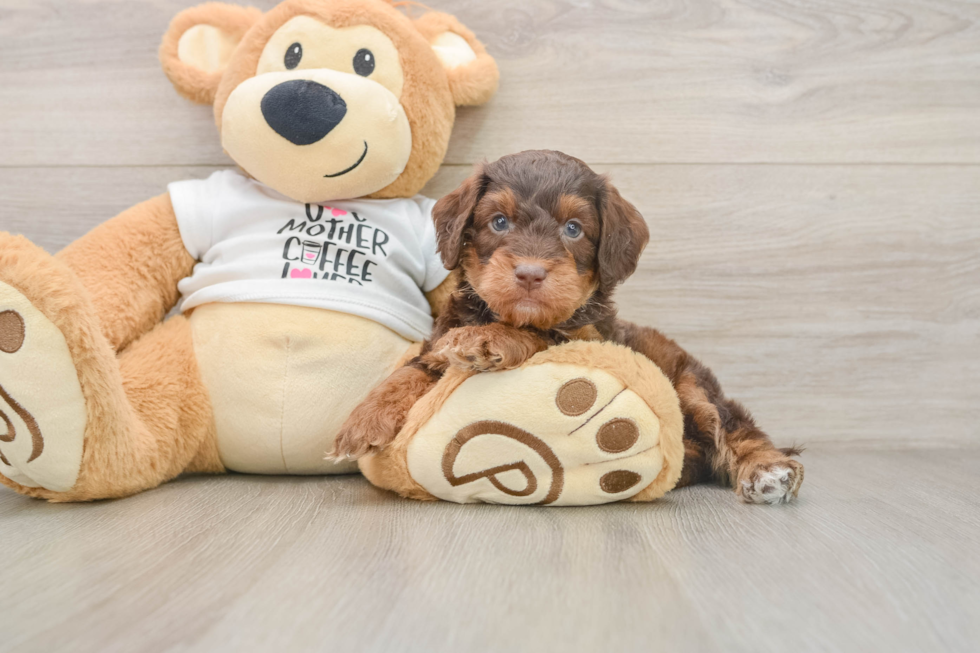 Sweet Cockapoo Baby