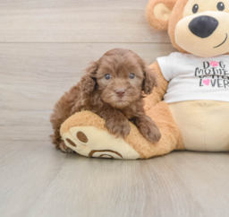 6 week old Cockapoo Puppy For Sale - Puppy Love PR