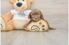 Hypoallergenic Cocker Doodle Poodle Mix Puppy