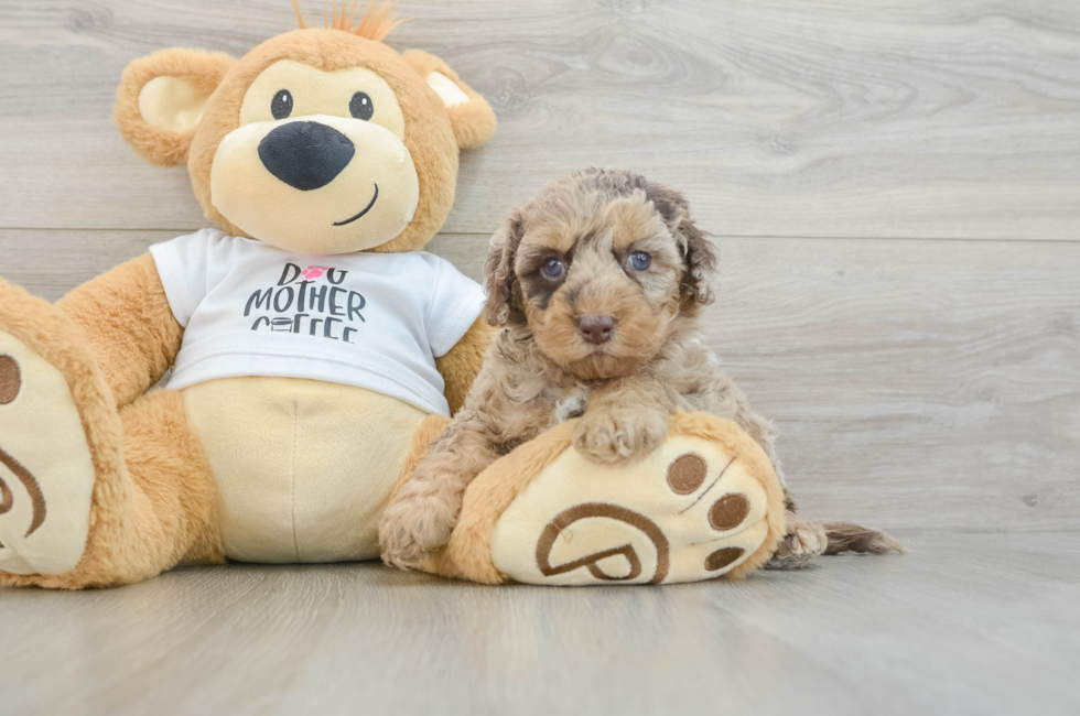5 week old Cockapoo Puppy For Sale - Puppy Love PR
