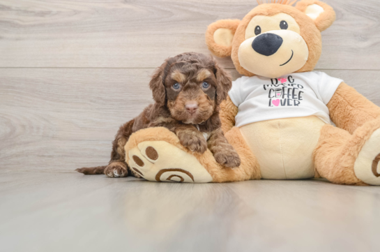Playful Cocker Doodle Poodle Mix Puppy