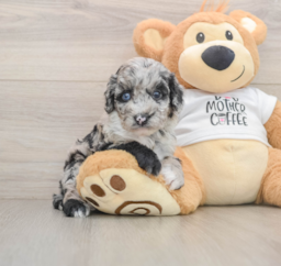 6 week old Cockapoo Puppy For Sale - Puppy Love PR