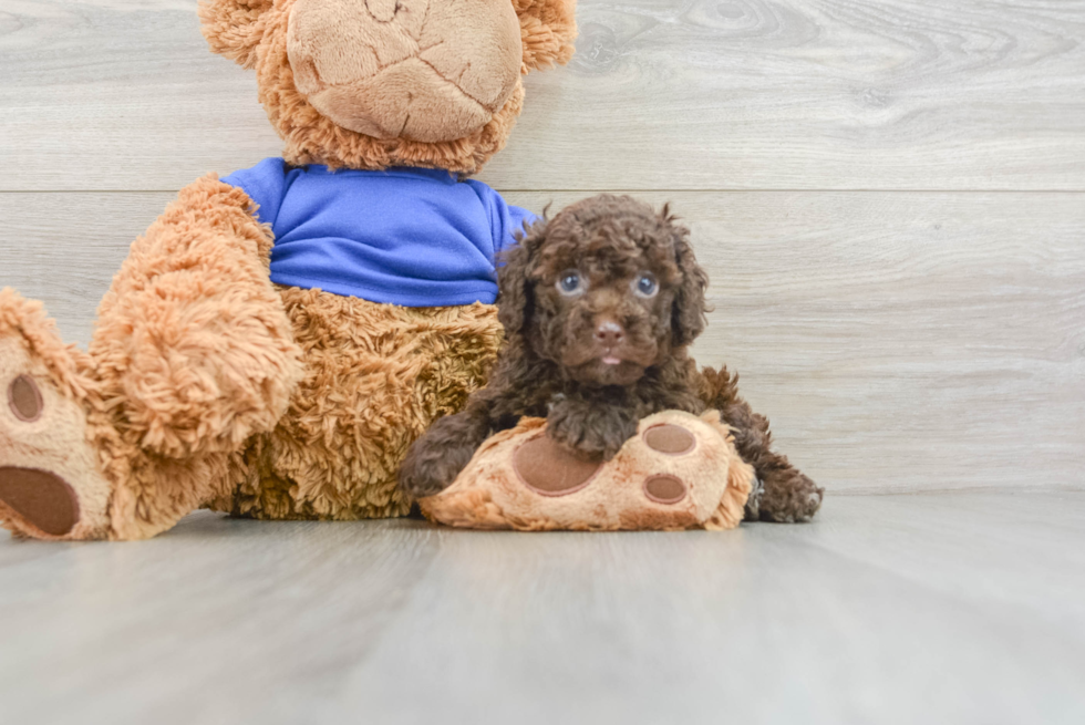 Happy Cockapoo Baby