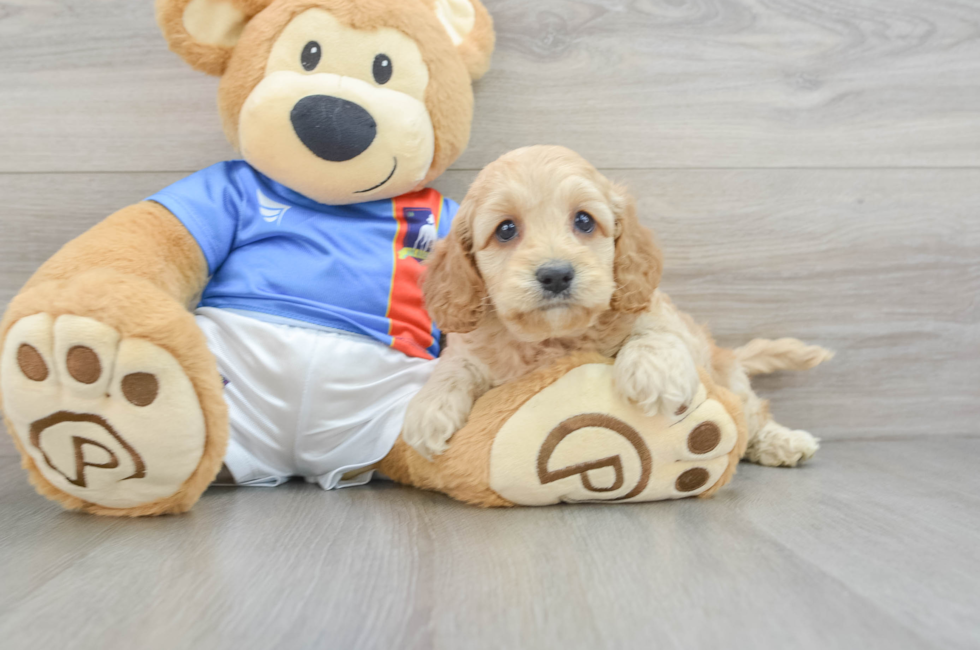 5 week old Cockapoo Puppy For Sale - Puppy Love PR