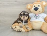 8 week old Cockapoo Puppy For Sale - Puppy Love PR