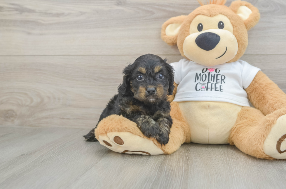 5 week old Cockapoo Puppy For Sale - Puppy Love PR