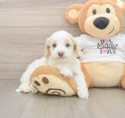 6 week old Cockapoo Puppy For Sale - Puppy Love PR