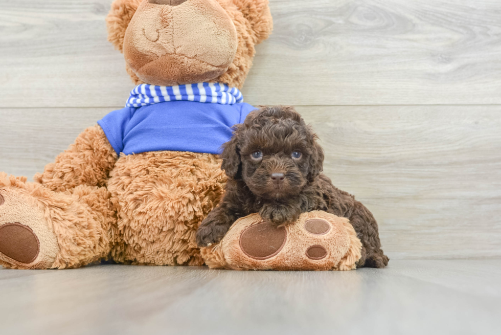 Cockapoo Pup Being Cute