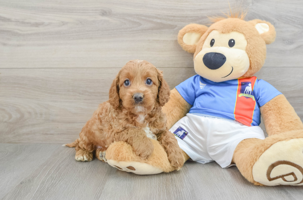 5 week old Cockapoo Puppy For Sale - Puppy Love PR