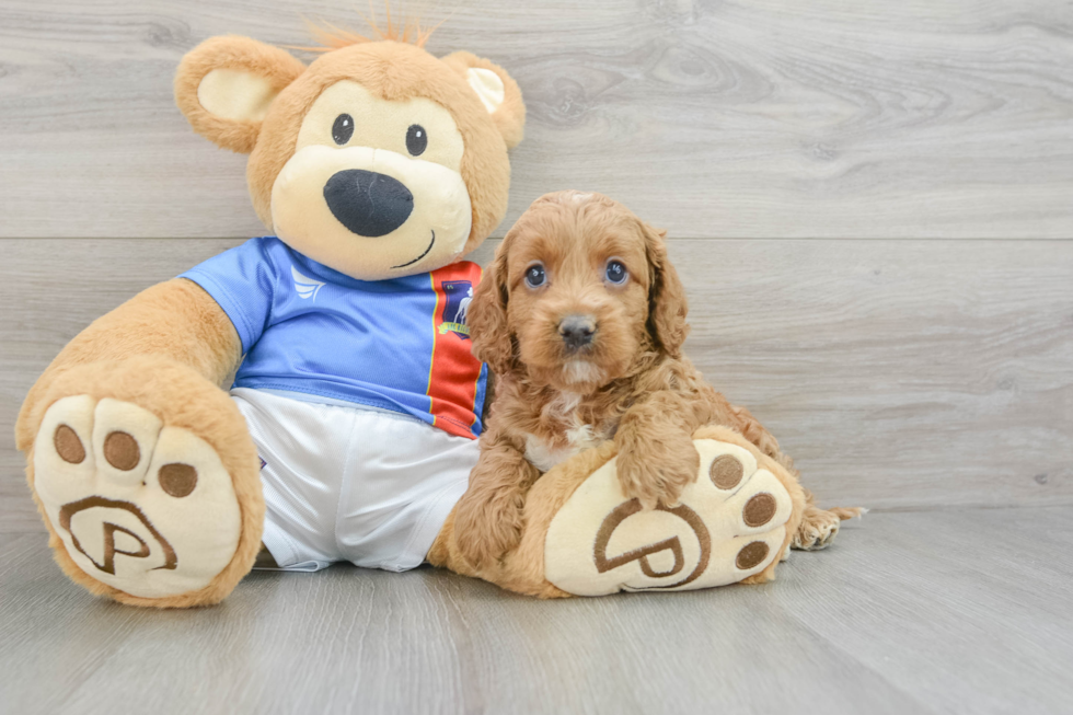 Cockapoo Pup Being Cute