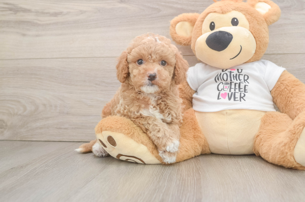 6 week old Cockapoo Puppy For Sale - Puppy Love PR