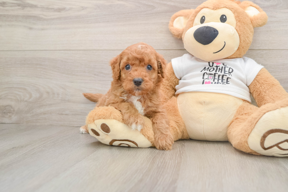 Playful Cocker Doodle Poodle Mix Puppy