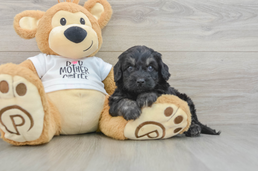 5 week old Cockapoo Puppy For Sale - Puppy Love PR