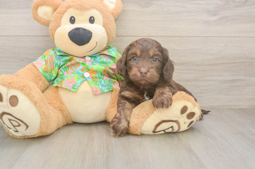 5 week old Cockapoo Puppy For Sale - Puppy Love PR