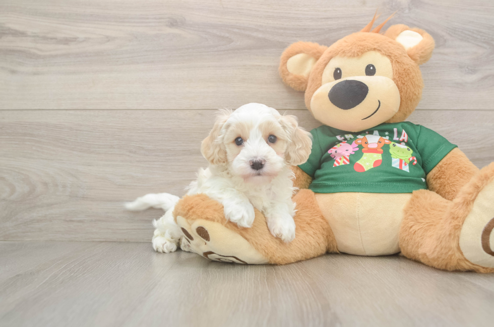 7 week old Cockapoo Puppy For Sale - Puppy Love PR