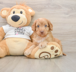 9 week old Cockapoo Puppy For Sale - Puppy Love PR