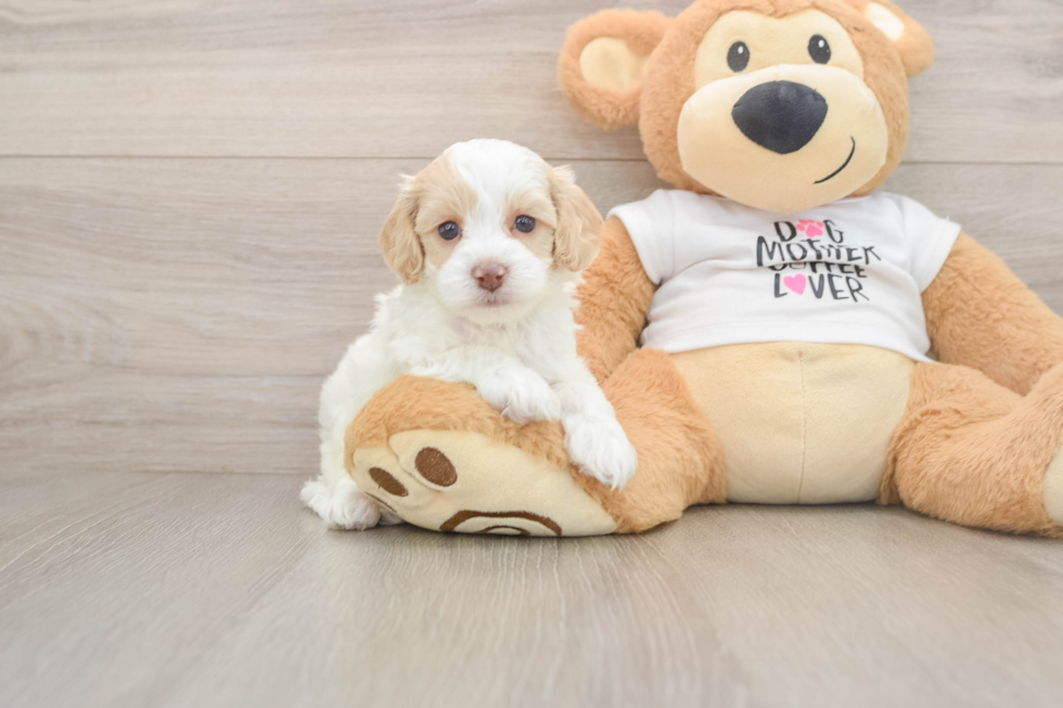 Sweet Cockapoo Baby