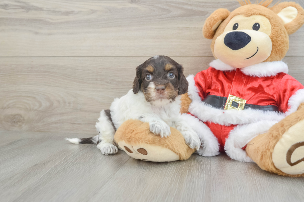 Cockapoo Puppy for Adoption