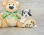 8 week old Cockapoo Puppy For Sale - Puppy Love PR