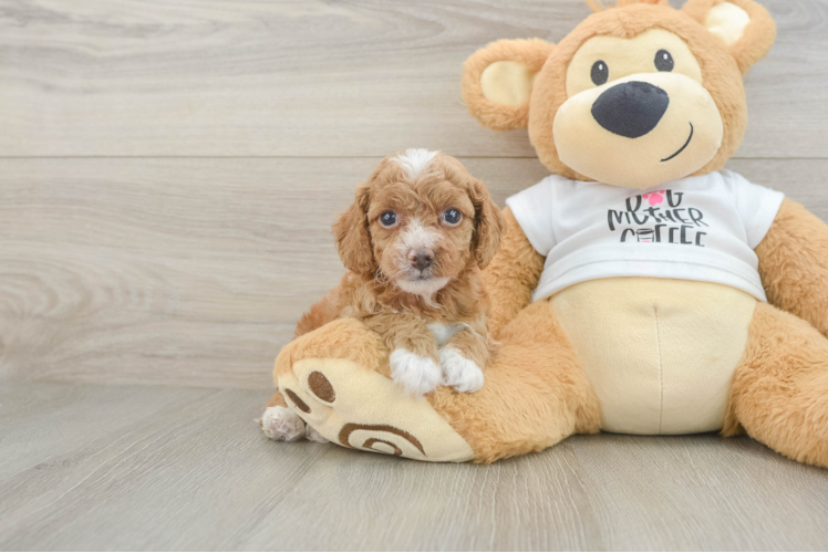 Best Cockapoo Baby