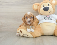 8 week old Cockapoo Puppy For Sale - Puppy Love PR