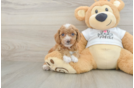 Best Cockapoo Baby
