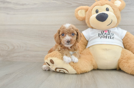 Best Cockapoo Baby