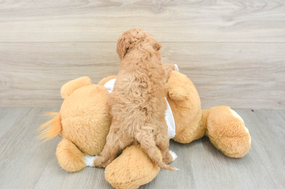 Best Cockapoo Baby