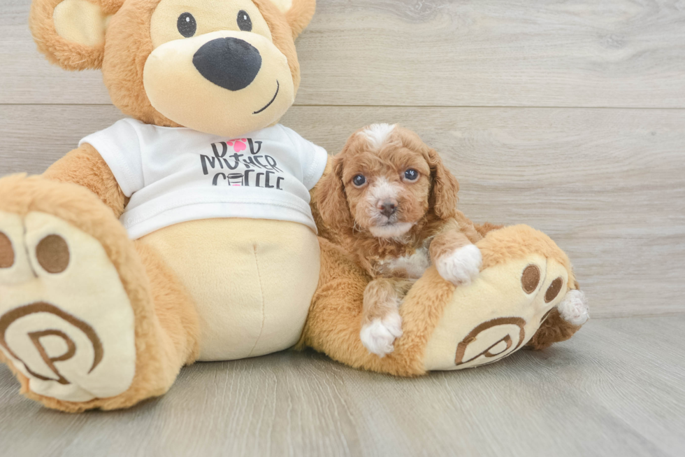 Cockapoo Pup Being Cute