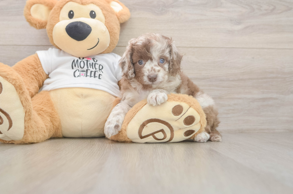 5 week old Cockapoo Puppy For Sale - Puppy Love PR