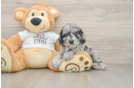 Cockapoo Pup Being Cute