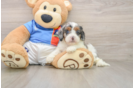 Best Cockapoo Baby
