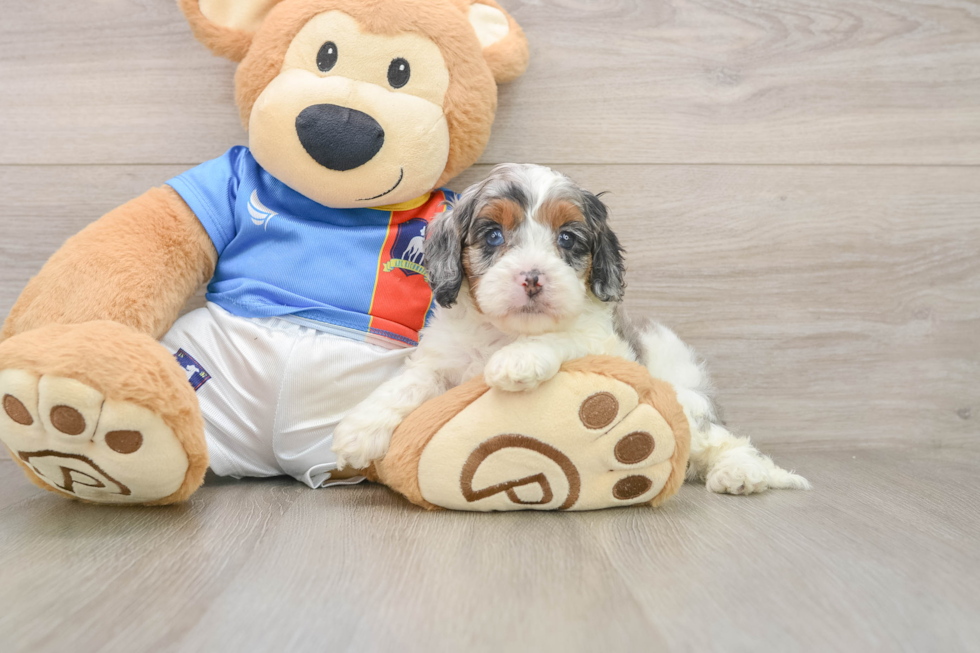 Best Cockapoo Baby