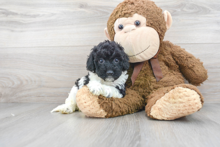 Cute Cockapoo Baby