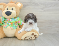 6 week old Cockapoo Puppy For Sale - Puppy Love PR