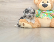 7 week old Cockapoo Puppy For Sale - Puppy Love PR