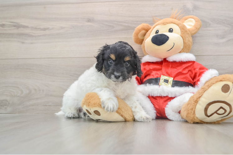 Happy Cockapoo Baby