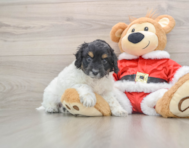 6 week old Cockapoo Puppy For Sale - Puppy Love PR