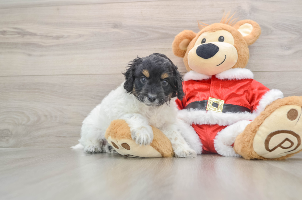 6 week old Cockapoo Puppy For Sale - Puppy Love PR