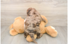 Adorable Cocker Doodle Poodle Mix Puppy