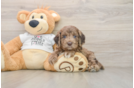 Best Cockapoo Baby